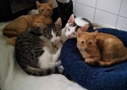 Katzenvermittlung im Tierheim Stendal Borstel