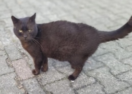 Katzen vertreiben: Tierschutzverein Stendal gibt Tipps gegen